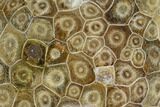 Polished Fossil Coral (Actinocyathus) - Morocco #128181-1